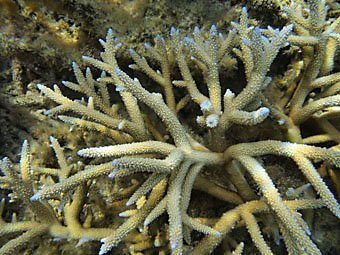 Die Geweihkorallen (Acropora) sind ein Teil von Korallenarten, welche das grosse Barrier Reef bilden.