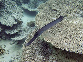 Trompetenfisch aus Mauritius