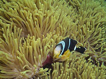 Anemonenfisch, Amphiprion chrysogaster, Mauritius