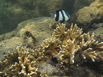 Dreibinden-Preußenfisch, Dascyllus aruanus im Korallenriff