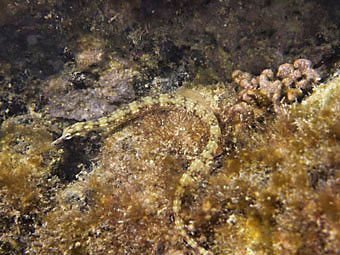 Seenadel, Syngnathus aus Mauritius