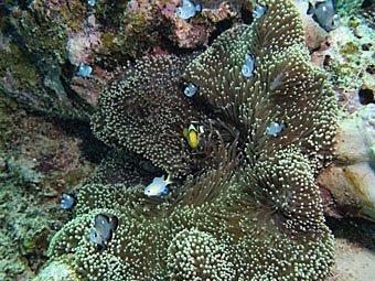 Seeanemone in Gesellschaft mit Anemonenfisch, Amphiprion chrysogaster und Riffbarschen Dascyllus trimaculatus aus Mauritius