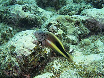 Gestreifter Korallenwächter, Paracirrhites forsteri