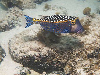 Kofferfisch, Ostracion meleagris aus Mauritius