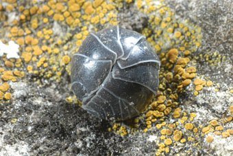 Kugelassel, Armadillidium vulgare