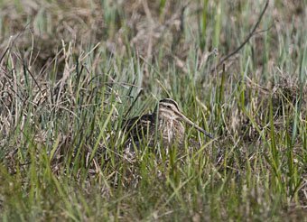 Die Bekassine (Gallinago gallinago) ist eine Art aus der Familie der Schnepfenvögel und der Ordnung der Watvögel. Von allen Schnepfenvögeln ist dies die weltweit verbreitetste Art. Es werden drei Unterarten unterschieden, die in sechs biogeografische Populationen unterteilt werden. In Mitteleuropa ist die Nominatform Gallinago gallinago gallinago ein Brut- und Sommervogel sowie auch Jahresvogel. Sie ist außerdem während der Zugzeiten ein regelmäßiger Durchzügler. In dieser Zeit sind in den Niederlanden an geeigneten Rastplätzen bis zu 250.000 Individuen versammelt.
