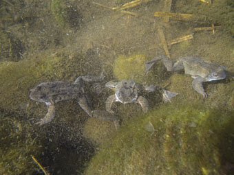 Grasfrösche Rana temporaria unter Wasser