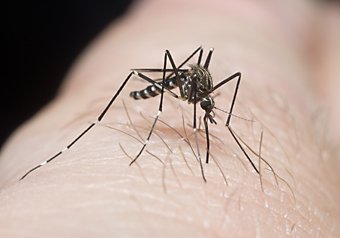 Asiatische Buschmücke, Aedes japonicus beim Stechen  