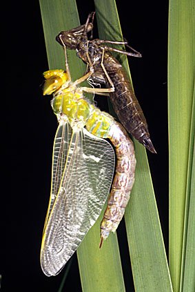 Libelle mit Larvenhülle, Aeshnidae