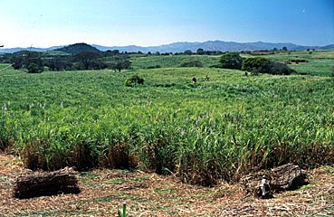 Zuckerrohrplantage, Zuckerrohr, Costa Rica  