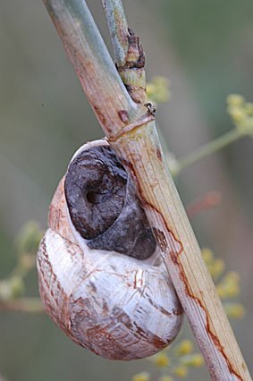 Divertikelschnecke, Eobania vermiculata  Mallorca
