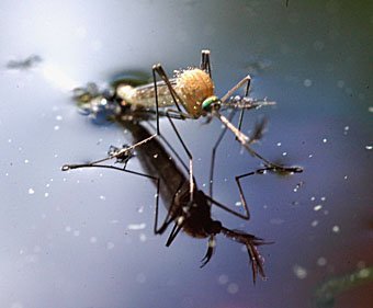 Stechmücke,Culex pipiens beim schlüpfen