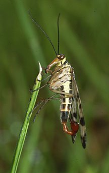 Skorpionsfliege, Panorpa communis (Männchen)