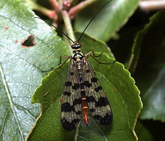 Skorpionsfliege, Panorpa communis (Weibchen)