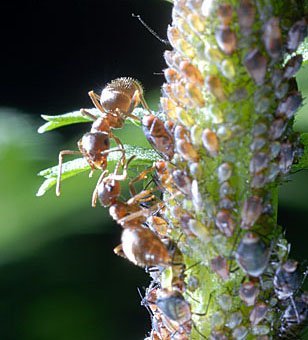 Ameisen mit Läusen