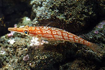 Der Langschnauzen-Korallenwächter oder Langschnauzen-Büschelbarsch (Oxycirrhites typus) ist ein Fisch aus der Familie der Büschelbarsche (Cirrhitidae) und gehört somit in die Ordnung der Barschartigen (Perciformes). Es ist die einzige Art der Gattung Oxycirrhites.Langschnauzen-Korallenwächter kommen im Roten Meer und im tropischen Indopazifik, von Ostafrika bis nach Japan, Hawaii, dem Golf von Kalifornien und den Galapagos-Inseln vor.Langschnauzen-Korallenwächter leben in Tiefen von 10 bis 100 Metern und halten sich in Gorgonien und Dörnchenkorallen (Antipatharia) versteckt, wo sie mit ihrer Zeichnung gut getarnt sind. Sie leben in Haremsverbänden, die aus einem Männchen und zwei bis acht Weibchen bestehen. Langschnauzen-Korallenwächter ernähren sich von kleinen Fischen und Krustentieren, die sie in schnellem Vorstoß von ihrer Koralle erbeuten.