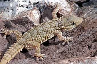 Gecko, Tarentola mauritanica aus Kreta  