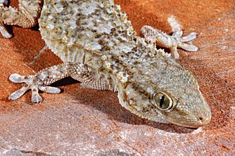 Gecko, Tarentola mauritanica aus Kreta  