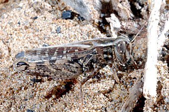 Schönschrecke, Calliptamus italicus