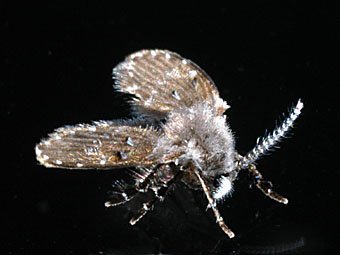Schmetterlingsmücke, Pericoma sp.Schmetterlingsmücke, Pericoma sp.