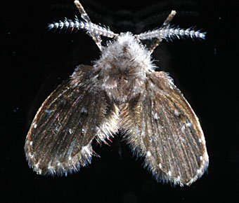 Schmetterlingsmücke, Pericoma sp.