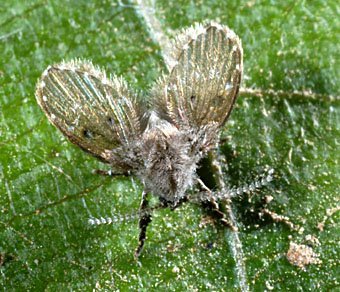 Schmetterlingsmücke, Pericoma sp.