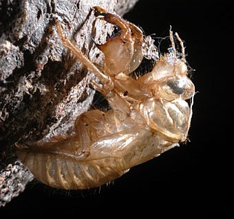 Larvenhülle der Gemeinen Zikade  Lyristes plebeja (Kreta)