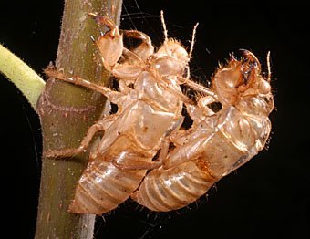 Larvenhüllen der Gemeinen Zikade  Lyristes plebeja (Kreta)