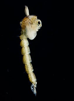 Puppe der Büschelmücke, Chaoborus sp.