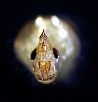 Larve der Büschelmücke, Chaoborus sp.