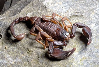 Skorpion  Euscorpius