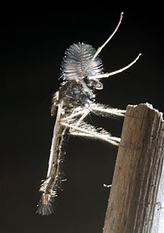 Büschelmücke, Chaoborus sp.