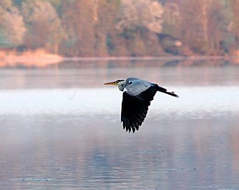 Graureiher fliegt über Greifensee