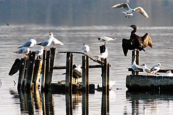 Wasservögel, Kormorane und Möven