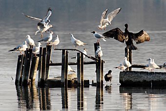 Wasservögel, Kormorane und Möven