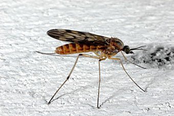 Mücke ? Weibchen