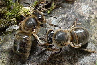 Honigbiene mit von Varroamilben geschädigten Flügel