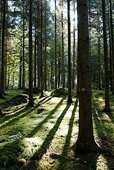 Sonnenstrahlen auf Waldboden