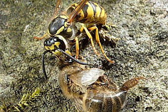 Deutsche Wespe, Vespula germanica tötet eine von Warroamilben geschädigte Honigbiene