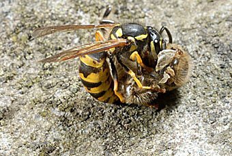 Deutsche Wespe, Vespula germanica tötet eine von Warroamilben geschädigte Honigbiene