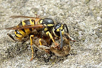 Vespula germanica, Deutsche Wespe tötet eine Honigbiene
