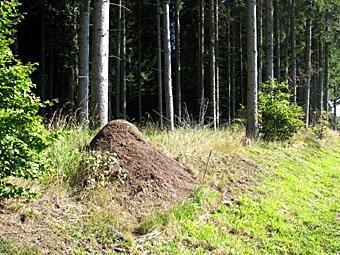 Ameisenhaufen im Schwarzwald