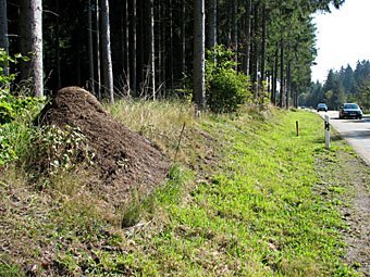 Ameisennest der roten Waldameise am Strassenrand im Schwarzwald