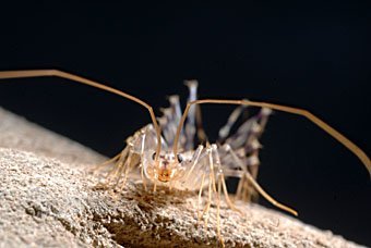 Spinnenassel, Scutigera coleoptrata
