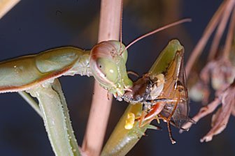 Gottesanbeterin Mantis religiosa beim fressen