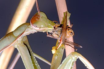 Gottesanbeterin Mantis religiosa beim fressen