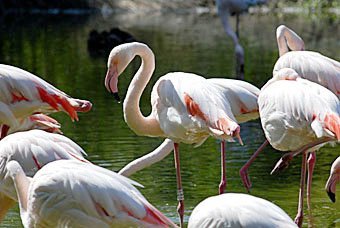 Flamingos Zoo Dällhölzli Bern