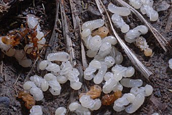 Trockenrasen-Knotenameise, Myrmica scabrinodis mit Larven