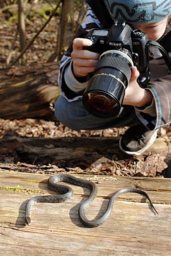 Schlangenfotograf  