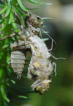 Vierfleck-Libelle  Libellula quadrimaculata beim ausschlüpfen